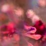 Stock: Soft flowers II