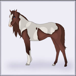 Paint - Mare  - Adoptable