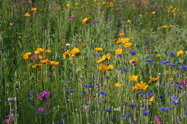 Iowa Wild Flowers