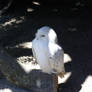 snowy owl