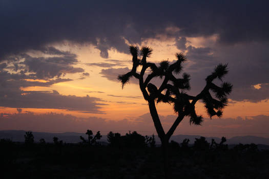 Joshua Tree Silhouette