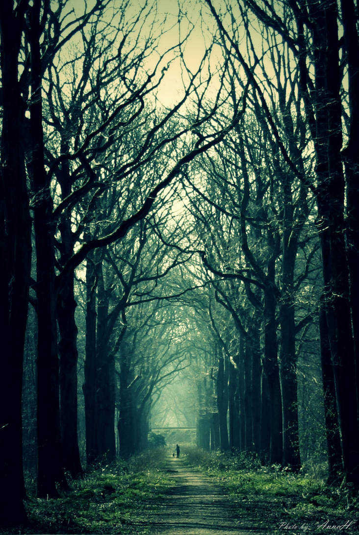 Walk through the Dark Forest by Annetjeehh