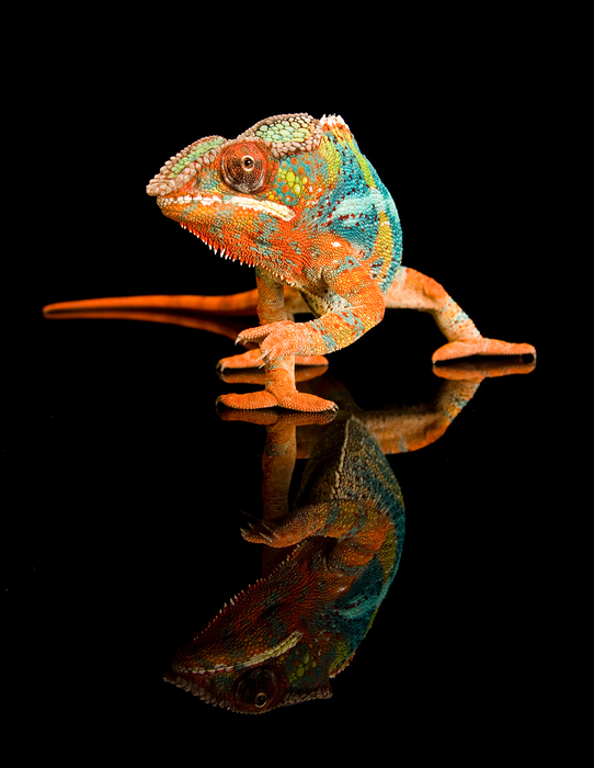 chameleonII