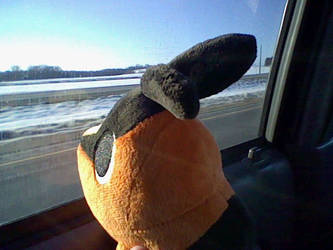 Tepig on the Road