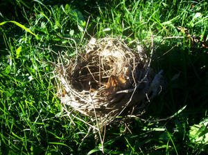 Bird's nest.