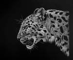 Leopard study by Lara-Shychoski