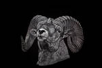 Bighorn Sheep by Lara-Shychoski