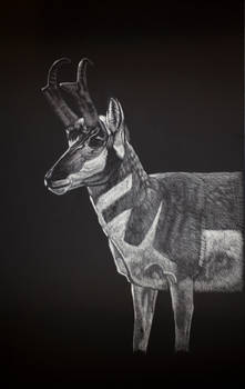 Pronghorn