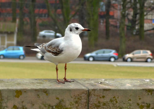 Urban Bird