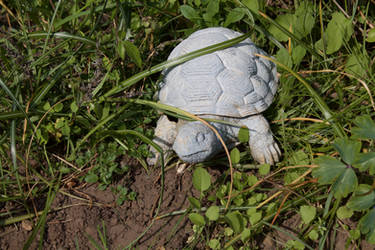 Stone Turtle