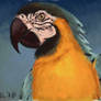Art Academy: Macaw