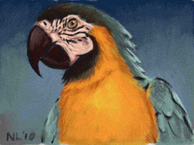 Art Academy: Macaw