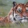 Tiger in the Grass