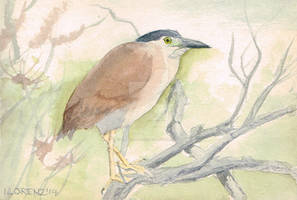 Lake Claremont: Nankeen Night Heron