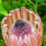 Protea