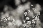 Tiny Flowers by Bittersuesz
