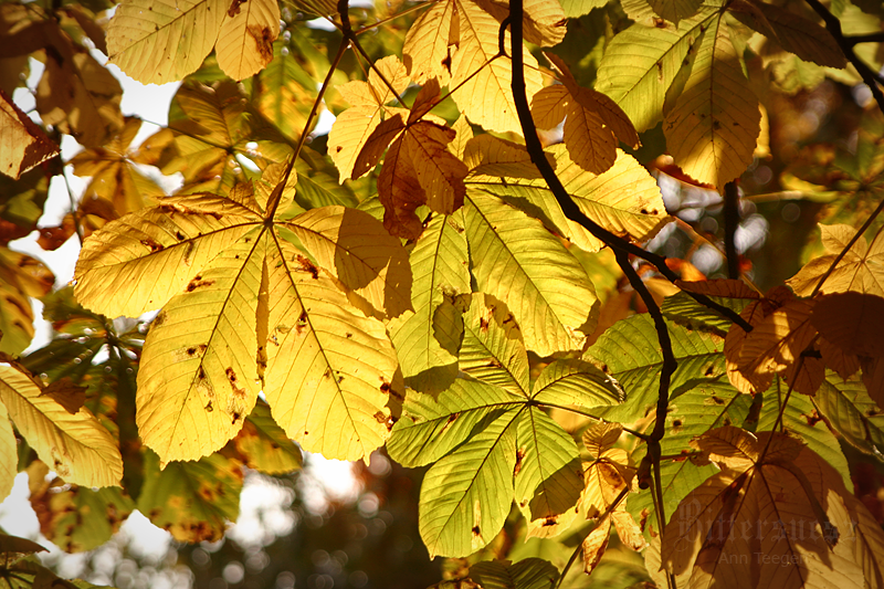 Golden October by Bittersuesz