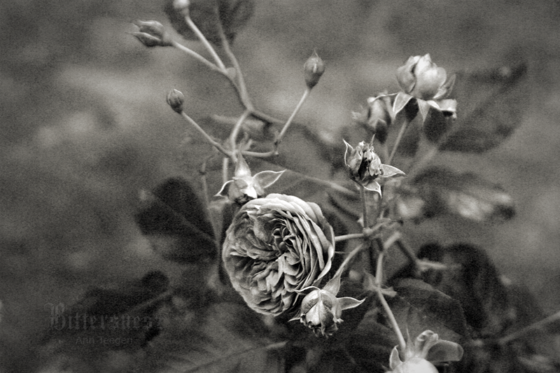 Summertime Sadness by Bittersuesz Summertime Sadness by Bittersuesz