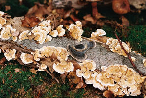 Mushroom Exhibition 2025 III