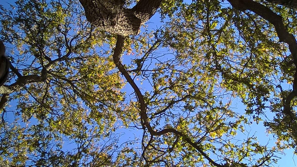 Ancient Oak Trees by Blitzjuggernaut on DeviantArt