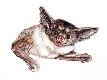 Pallid Bat