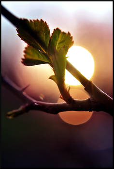 Sunset on New Growth