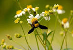 Bee and flowers by ReisLie