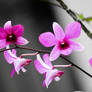 purple orchids 03