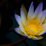 little waterlily