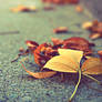 Autumn Breakup