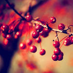 BerryAutumn.... by airicalush