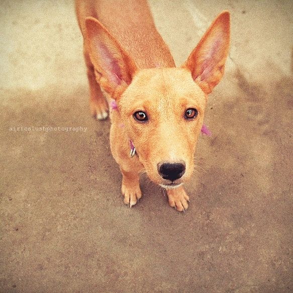 HelloOldFriend... by airicalush
