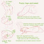 Jumble puppymoth anatomy