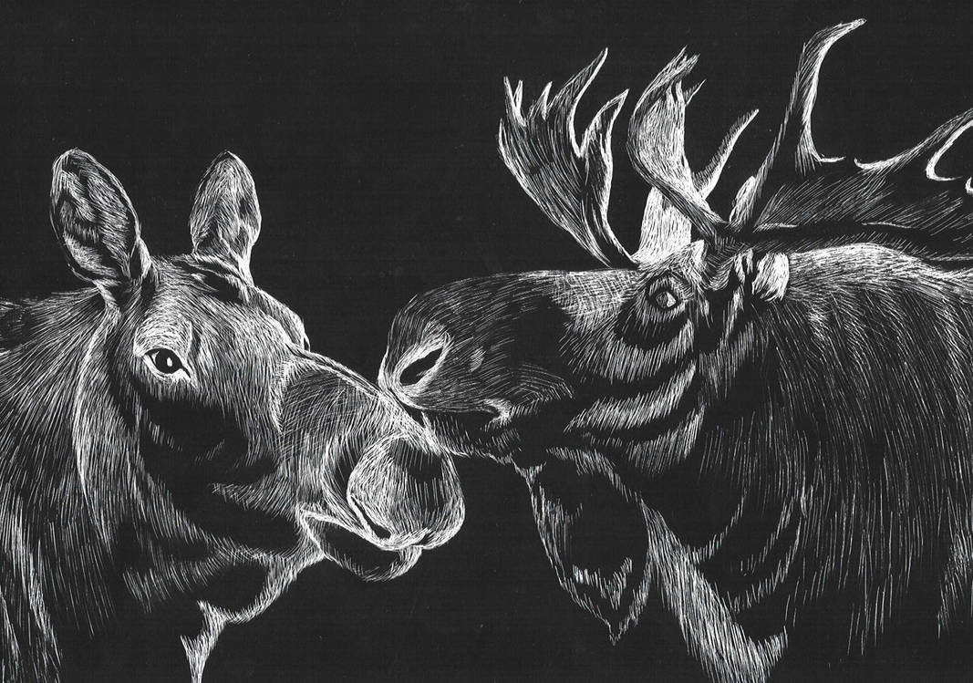 Moose by Lone-Wolf1024 on DeviantArt