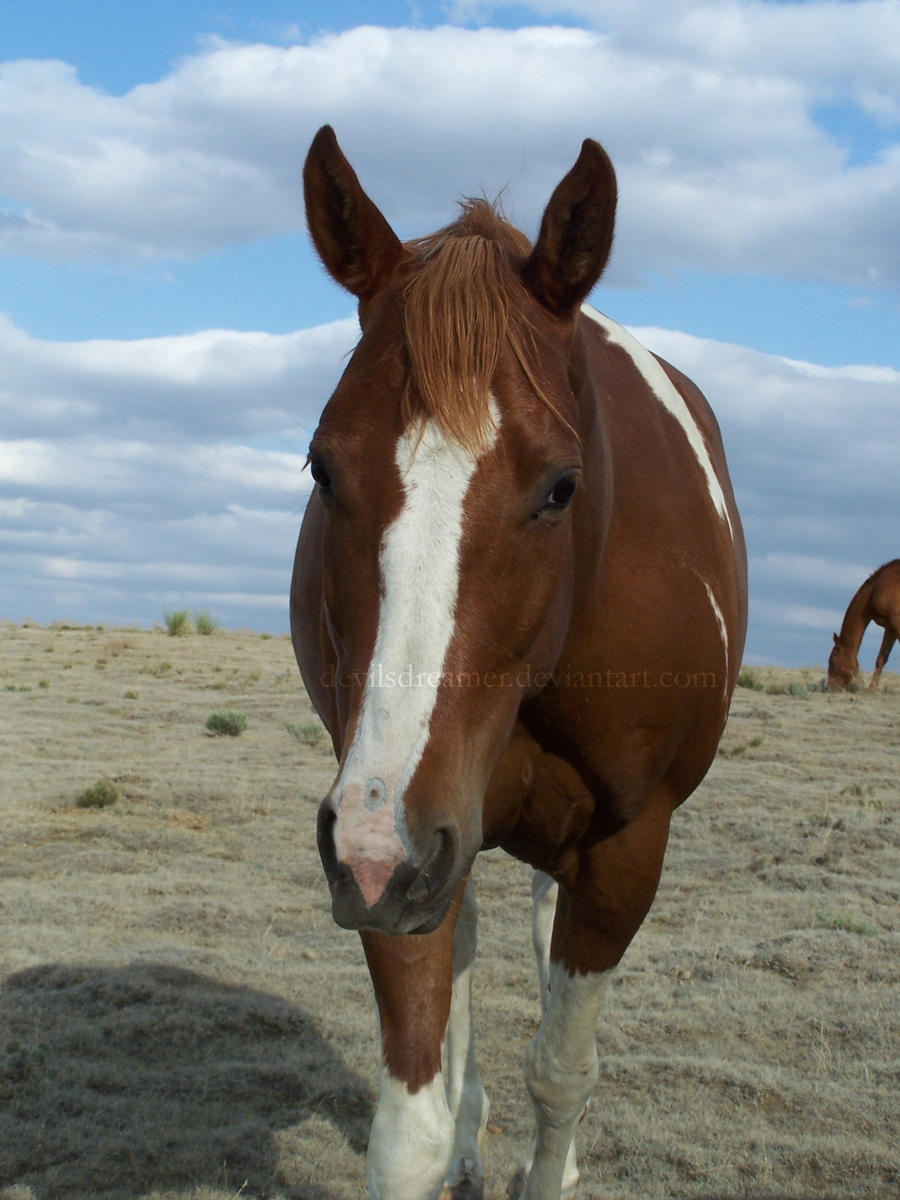 Crooked Nose