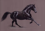 Black horse by Julyart