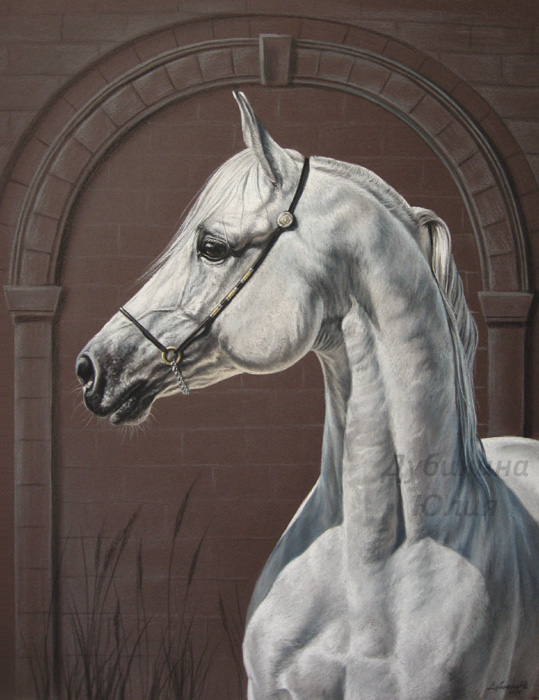 Grey arabian