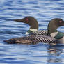 Twin Loons