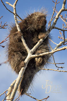 Porcupine