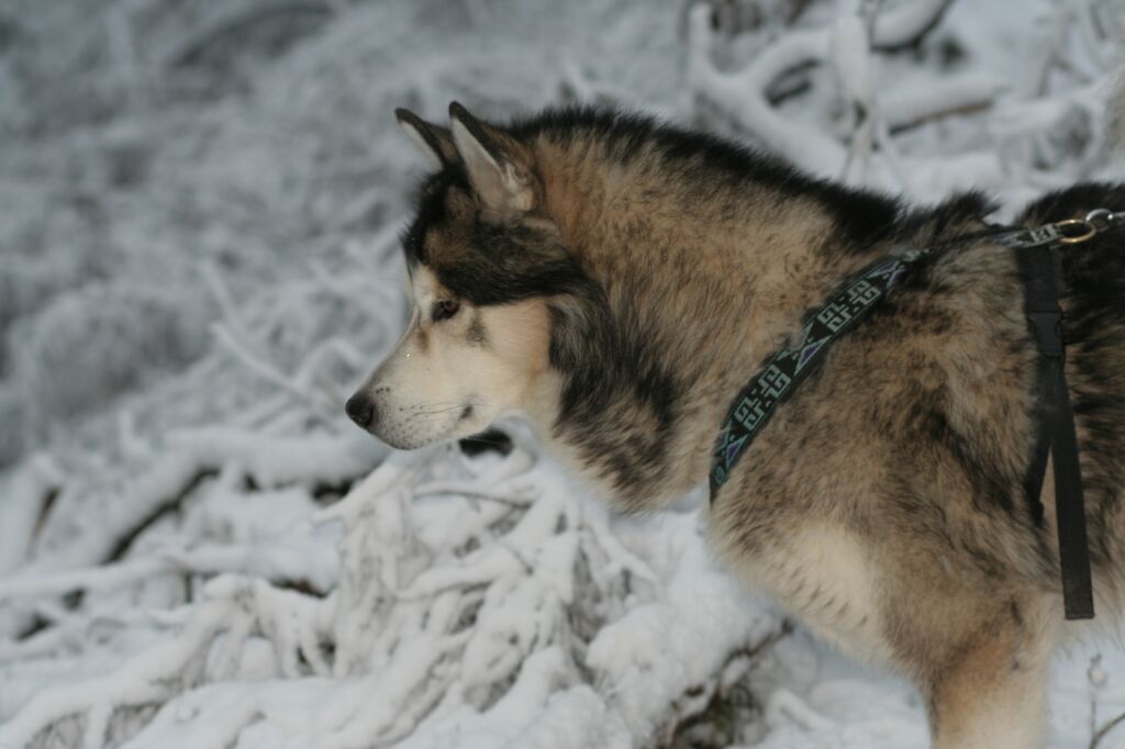 Snowdog