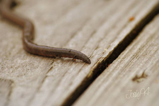 Worm on the Wood