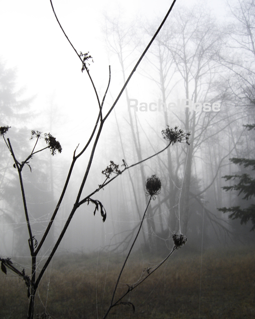 Spider Web Woods