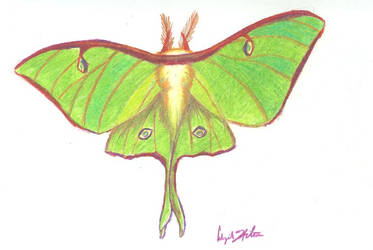 luna moth