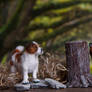 Dollhouse Miniature Parson Russell Terrier