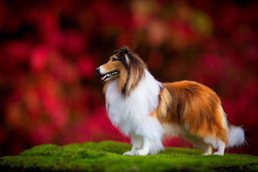1:8th Scale Collie