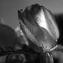 a teardrop on the rose