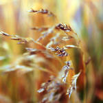 his days are like grass by RickHaigh