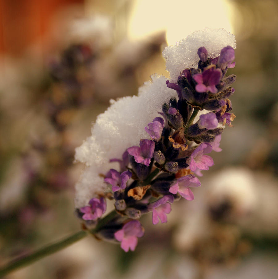 A Lavender Winter