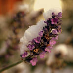 A Lavender Winter by RickHaigh