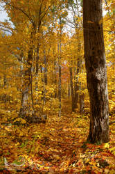 Golden Trails of Algonquin Park 2